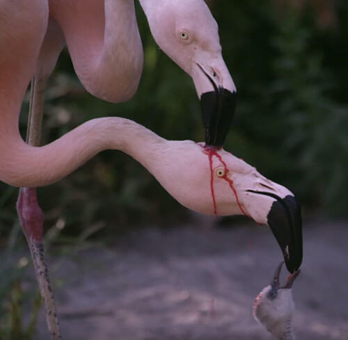 Кормление маленького фламинго кровью оказалось совсем не ужасным