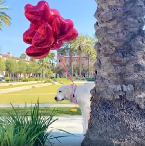Хозяева-шутники заставили собаку «взлететь» на воздушных шариках