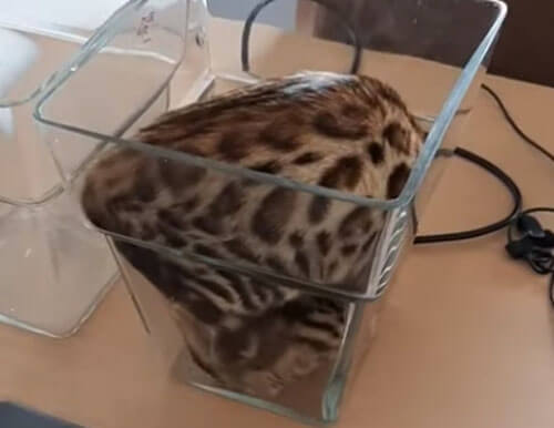 Странный кот решил поиграть в вазе