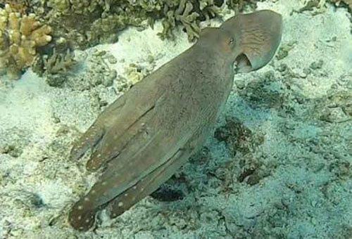 Чтобы скрыться от морского биолога, осьминог «превратился» в часть кораллового рифа