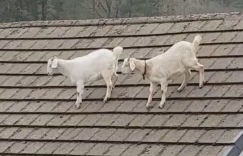 Непослушные козы на крыше рассердили хозяйку
