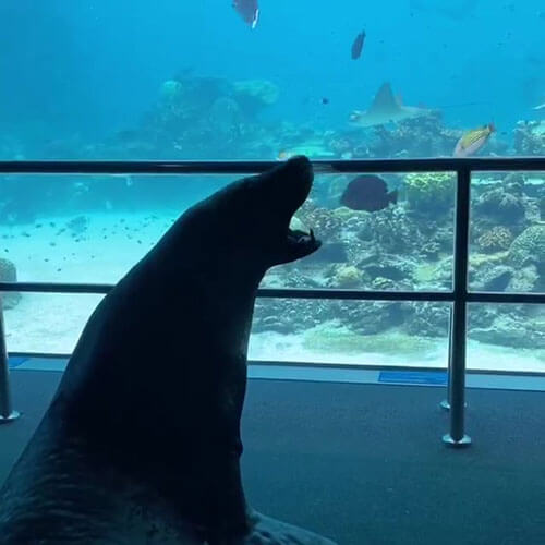 Морской лев стал не только обитателем, но и единственным посетителем океанариума