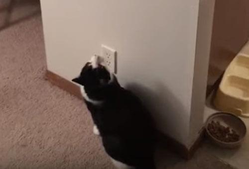 Владельцу умного кота не нужно самому выключать свет