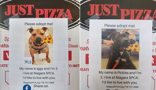 Портреты приютских собак помещают на коробки с пиццей