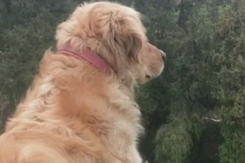 Верный пёс ежедневно сидит на вершине холма, высматривая любимого хозяина