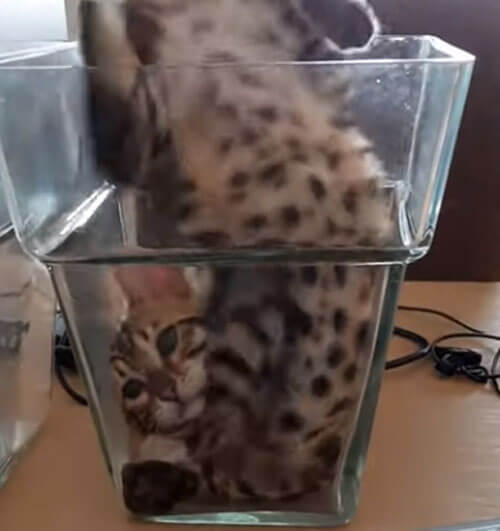 Странный кот решил поиграть в вазе
