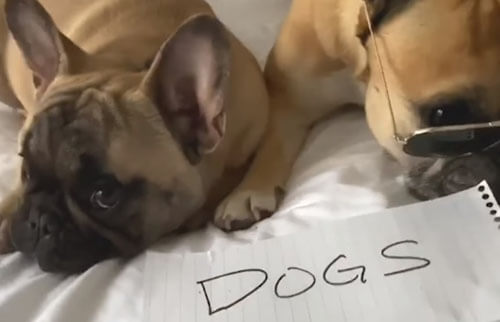 Забавный видеоролик демонстрирует, как дорого собаки обходятся их владельцам