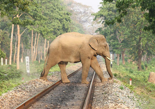 Чтобы слоны не попадали под поезд, их пугают пчелиным жужжанием