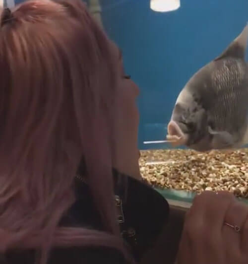 Женщина нашла себе хорошую собеседницу в лице рыбы