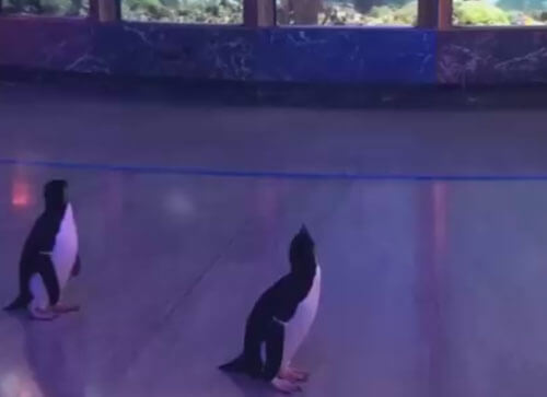 Воспользовавшись отсутствием посетителей, пингвины отправились погулять по океанариуму