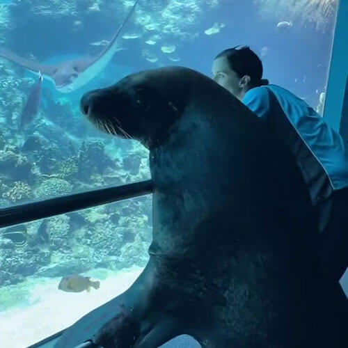 Морской лев стал не только обитателем, но и единственным посетителем океанариума