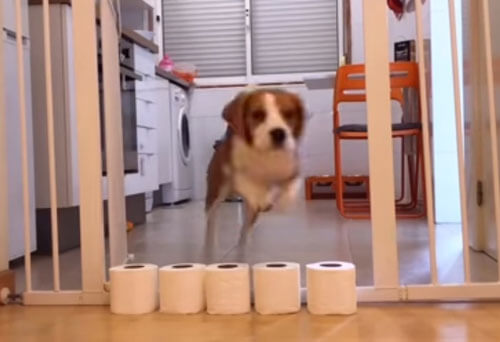 Хозяева выяснили, через сколько рулонов туалетной бумаги может перепрыгнуть собака