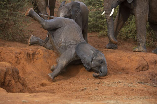 Слонёнок, упавший в пыльную яму, вышел из этого положения как ни в чём не бывало