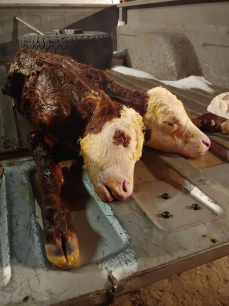 Сделав корове кесарево сечение, ветеринар и фермеры увидели двухголового телёнка