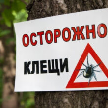 Как защититься от клещей и что делать при укусе?