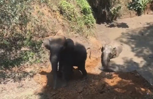 Слоны, попавшие в грязный пруд, получили помощь
