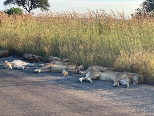 Воспользовавшись отсутствием туристов, львы позволили себе немного расслабиться
