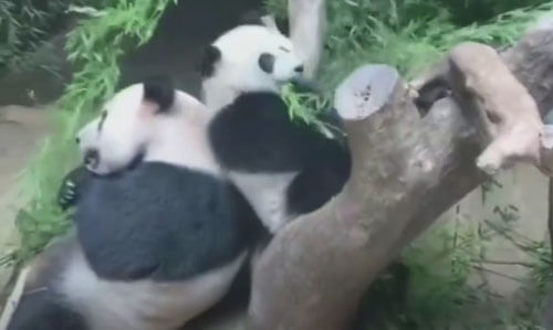 Неуклюжая панда не дала маме спокойно утолить голод