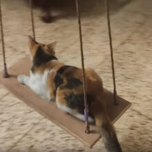 Кошка отлично проводит время, расслабляясь на качелях