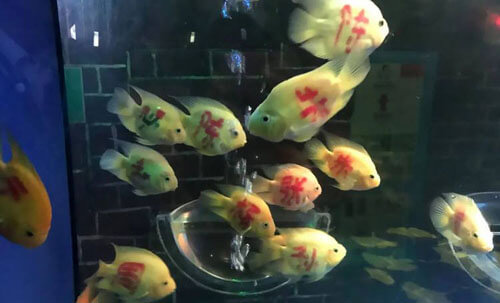Рыб украсили популярными китайскими фамилиями, но затея никому не понравилась