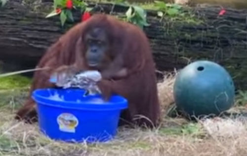 Орангутанг, начавший мыть руки, подаёт пример людям