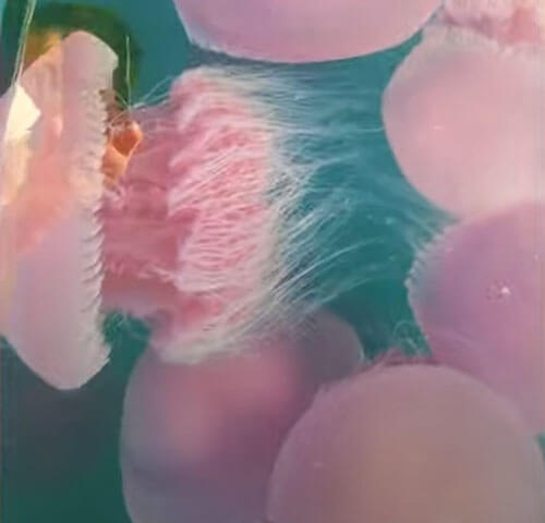 Очевидцев поразило огромное количество медуз в воде