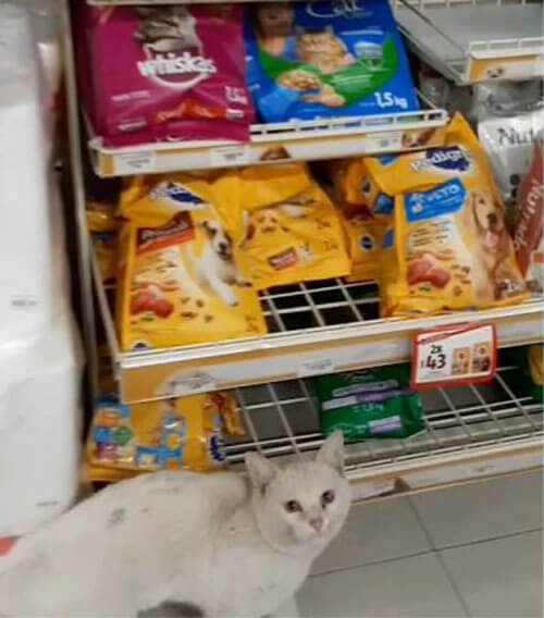 Умный бездомный кот прекрасно знал, что ему нужно в магазине