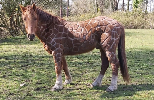 Благодаря оригинальной стрижке конь превратился в жирафа