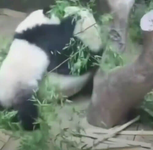 Неуклюжая панда не дала маме спокойно утолить голод
