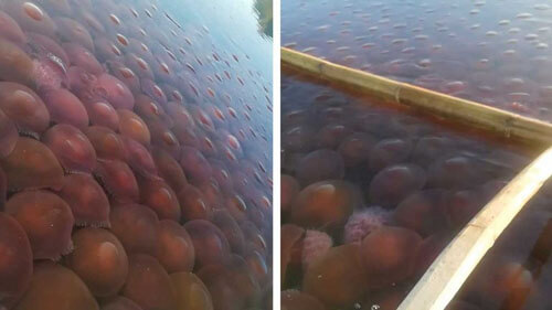 Очевидцев поразило огромное количество медуз в воде