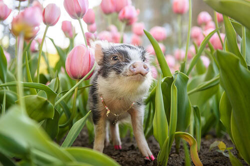 Симпатичной свинье устроили фотосессию в розовых тюльпанах