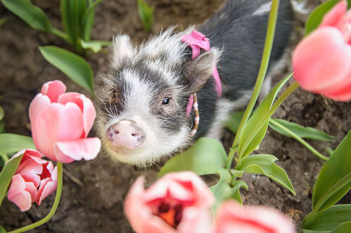 Симпатичной свинье устроили фотосессию в розовых тюльпанах