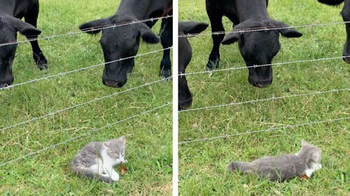 Котёнок не только познакомился с коровами, но и напугал их