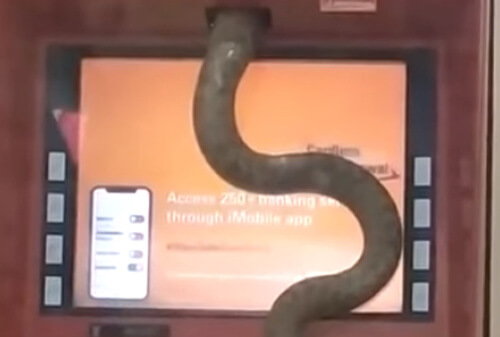 Змея приползла в банк и спряталась в банкомате