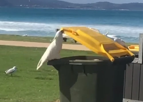 Умный попугай помог друзьям утолить голод из мусорного бака