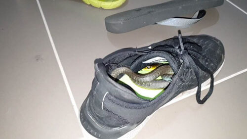 Змея нашла уютное укрытие в кроссовке