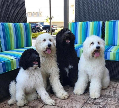 Приютские собаки скрашивают людям проживание в необычном отеле