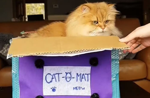 Шутливый видеоролик показал зрителям, как можно сделать кошку