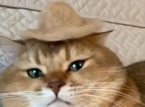 Кот получил модную шляпу, сделанную из его собственной шерсти