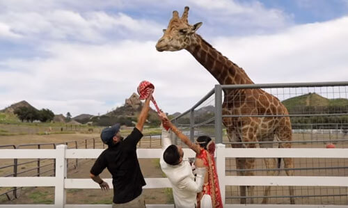 Жирафу очень понравился тюрбан жениха