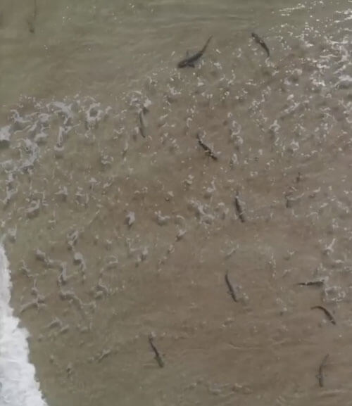 Запустив в воздух дрон, серфер убедился, что плавал в окружении множества акул