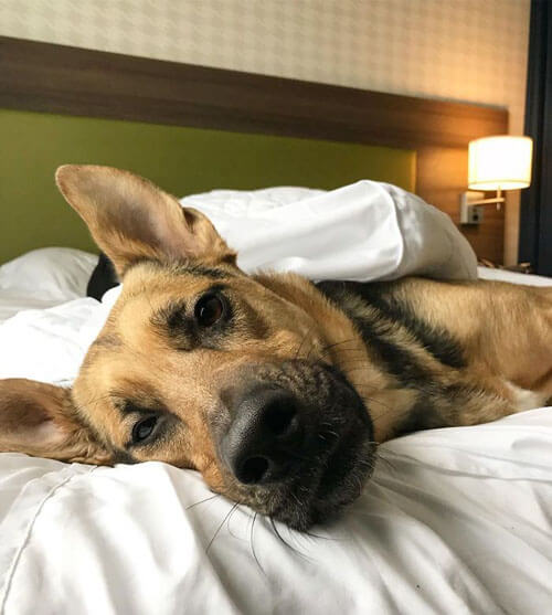 Приютские собаки скрашивают людям проживание в необычном отеле