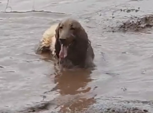 Увидев грязную лужу, пёс потерял контроль над собой